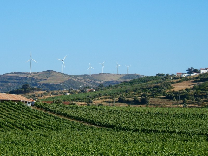 Arruda dos Vinhos - Vinhas