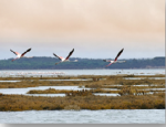 imagem estuario sado